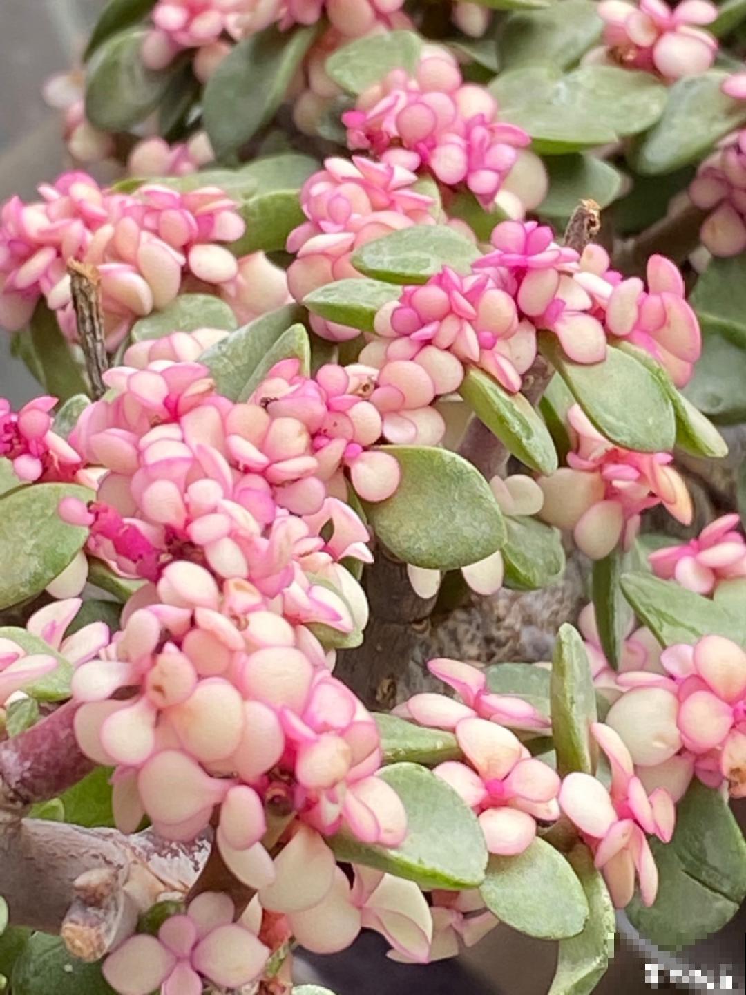 腊月买花要睁大眼,这8种花别要,养不活还浪费钱 腊月买花要睁大眼,这8种花别要,养不活还浪费钱