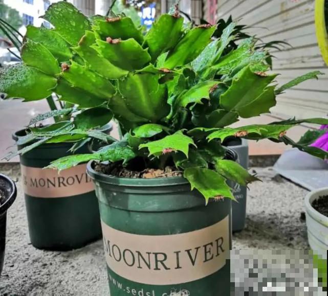 秋天给花补点“猛肥”,嫩芽一茬接一茬,花苞呼呼冒 秋天给花补点“猛肥”,嫩芽一茬接一茬,花苞呼呼冒