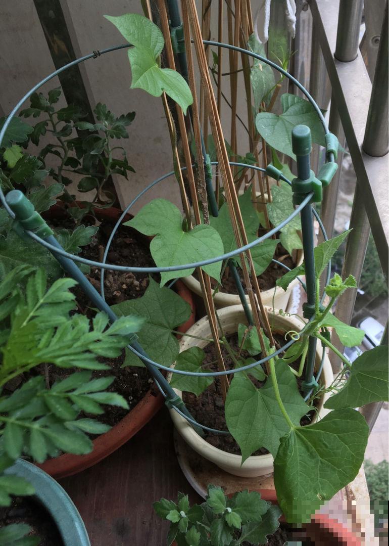 因为养花跟婆婆大吵一架，婆婆说家里养花“不吉利”，真是荒唐