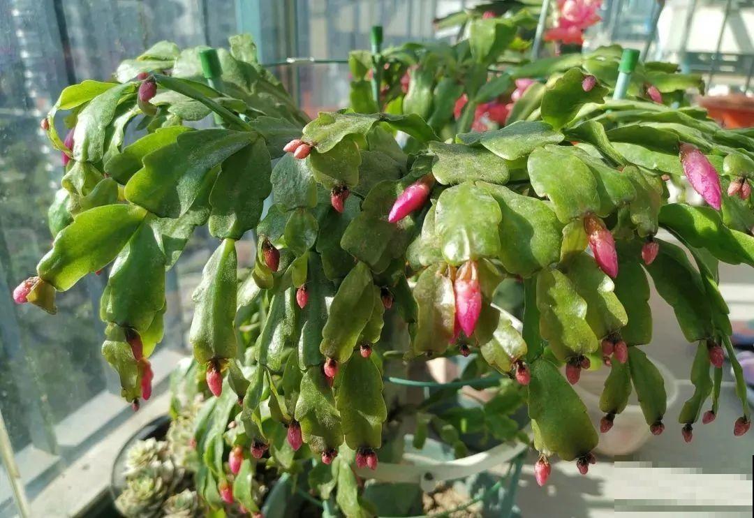 蟹爪兰软趴趴、掉花苞？它有“5怕”，避开后，叶片硬如铁！