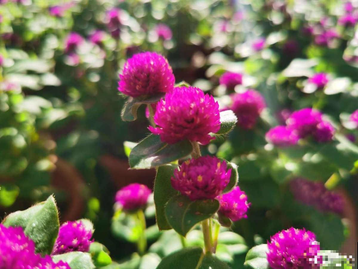 家里要养盆大红花，有4种真正的红火花，养在家里有旺运好兆头