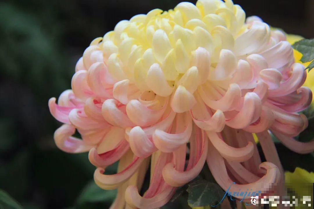 一盆菊花一万二，能开出七个颜色，真是少见