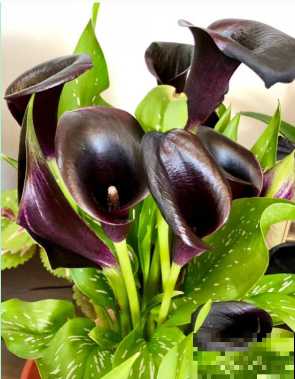 颜值超高的马蹄莲，开花大气优雅，气质满满能开半年