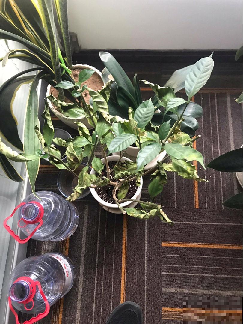 老话说:养花午时水不浇,半拉水不浇,确实有道理 老话说:养花午时水不浇,半拉水不浇,确实有道理