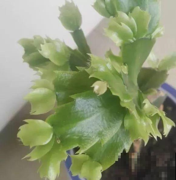 7种花有个小机关，找对位置打开它，新芽爆满盆