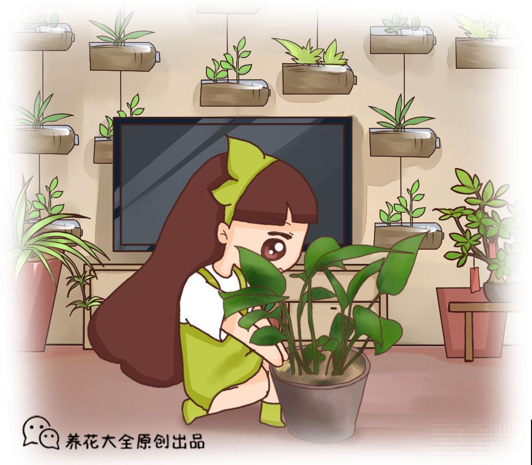 老花匠轻易不说的养根窍门,柳根泡水加“小秘方”,比营养液管用 老花匠轻易不说的养根窍门,柳根泡水加“小秘方”,比营养液管用