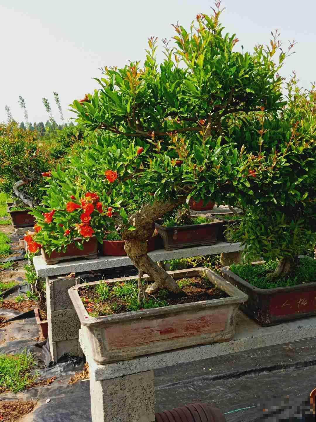 “吉树入吉宅,富贵自然来”,家里的6种树类盆栽,好看又吉祥 “吉树入吉宅,富贵自然来”,家里的6种树类盆栽,好看又吉祥