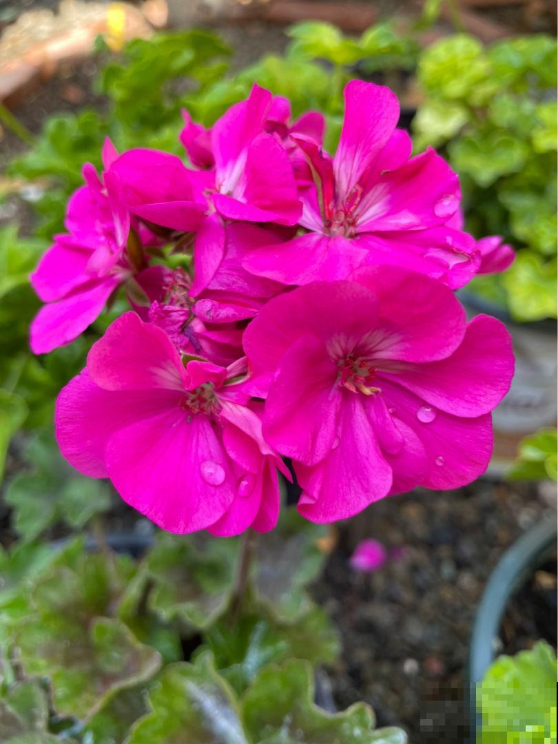 花10块钱就能买到的草花，开花爆不停，真是赚翻了