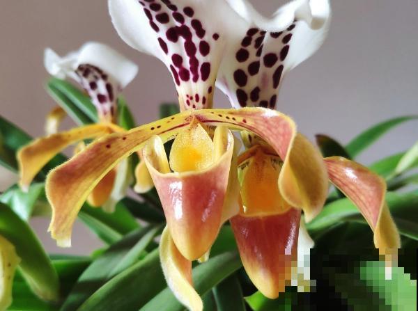 养花和性格息息相关，你是什么性格，就喜欢养什么花，你同意吗