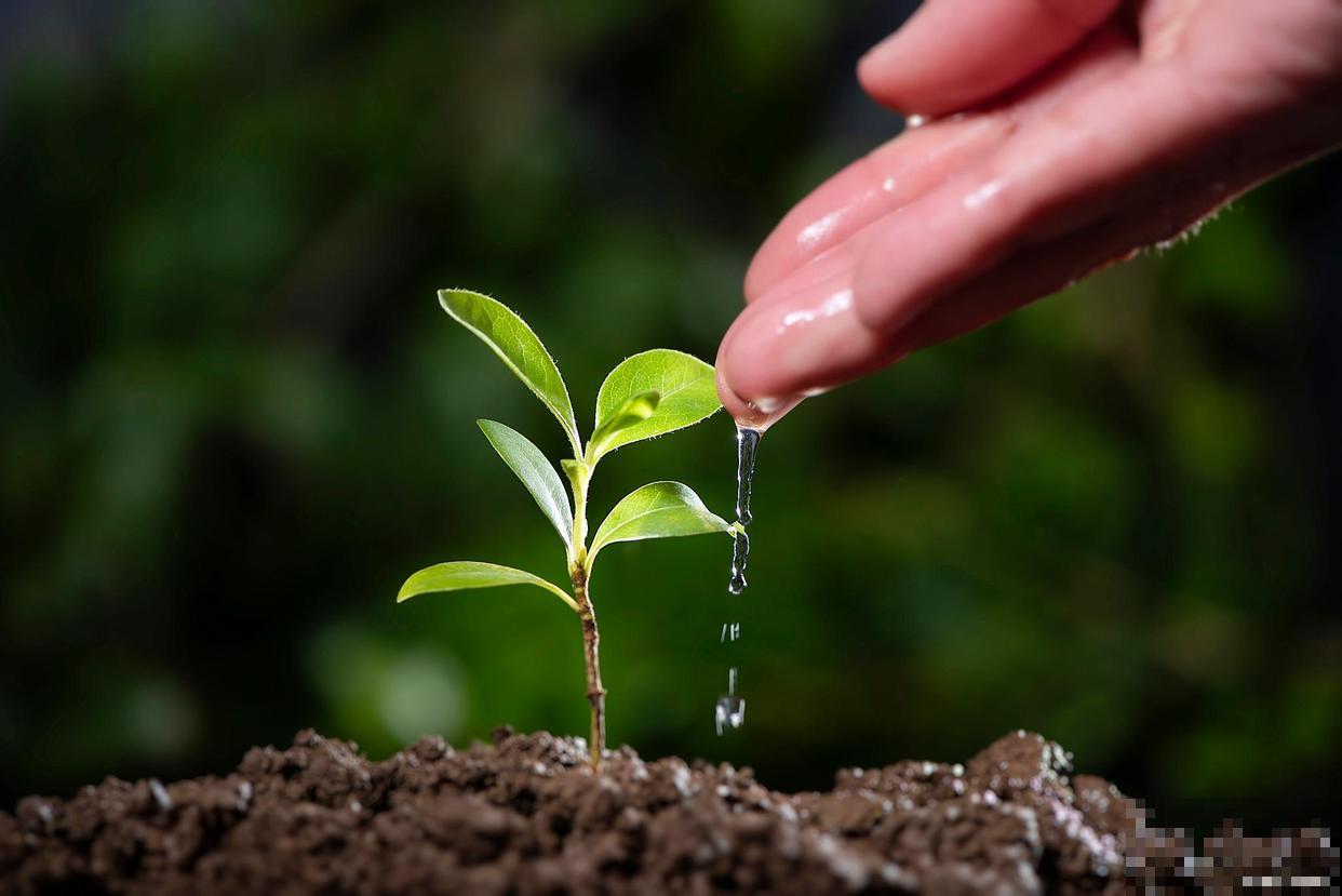 倒挂金钟叶子干枯脱落了怎么处理