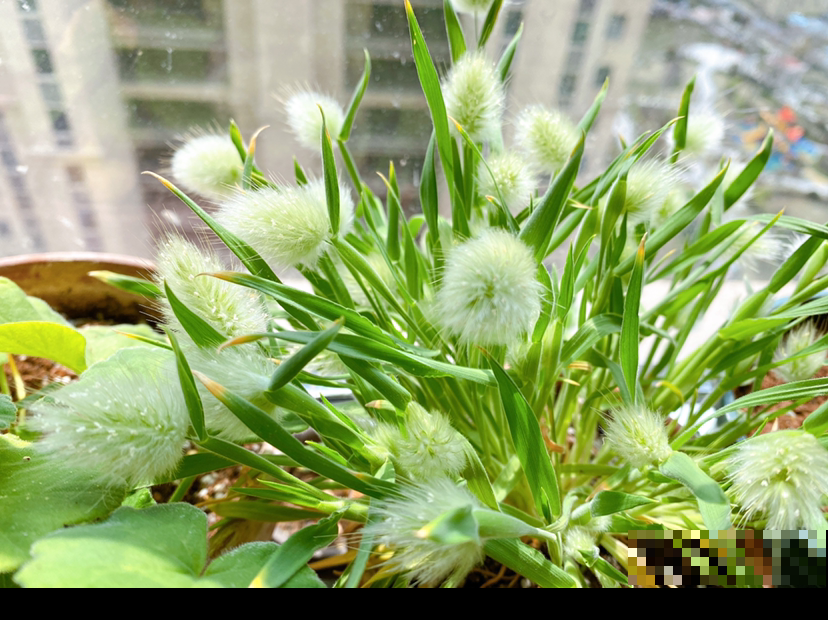 家里的花开出“纳财荷包”，见过的人真不多，寓意招财进宝