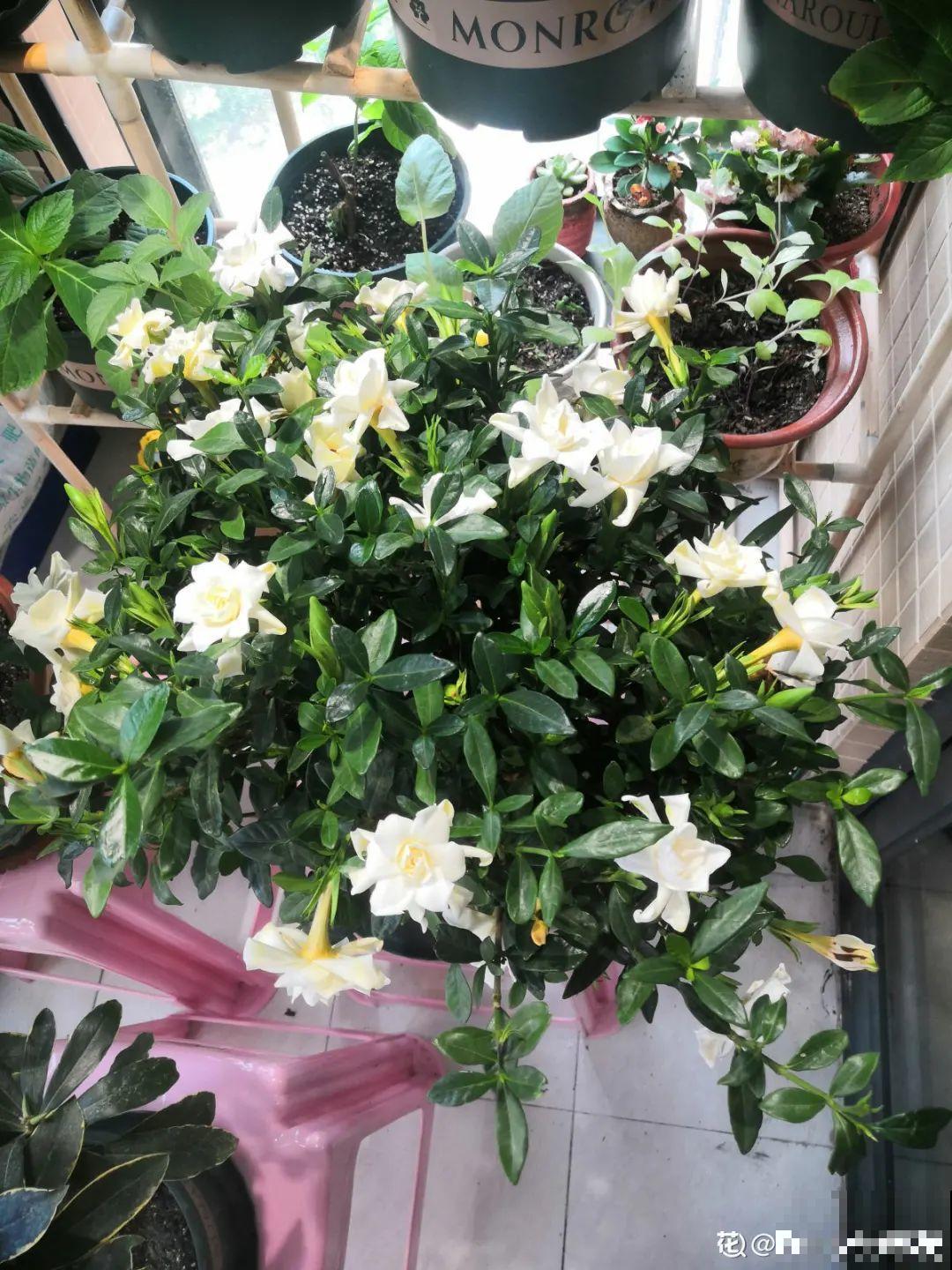 10种“垃圾”不要丢，拿来养花效果好，还能省下一笔钱