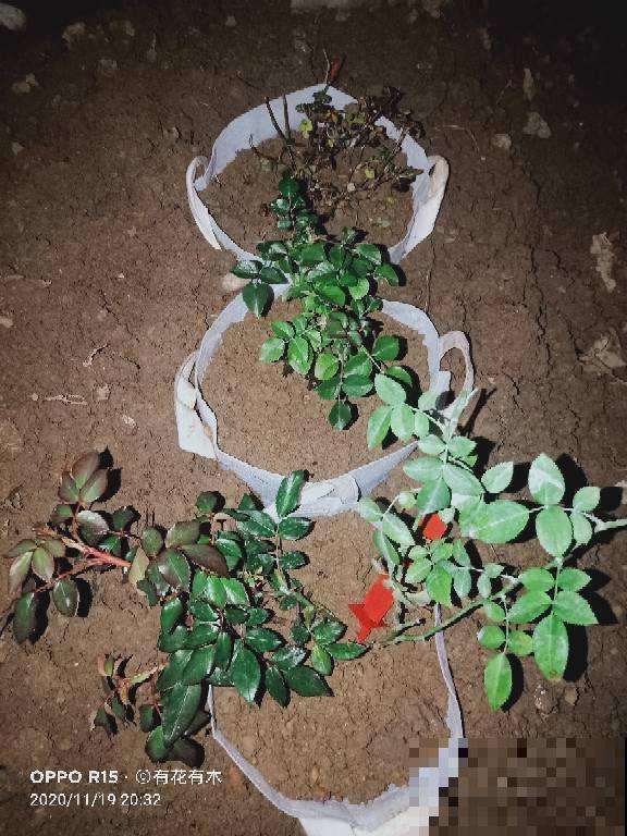 别只会用营养土，4种东西加土里，营养和透气性超级加倍