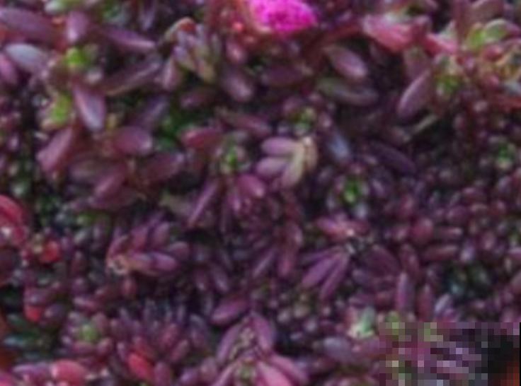 这多肉养好了,就像一碗“紫米饭”,看着就饱了! 这多肉养好了,就像一碗“紫米饭”,看着就饱了!