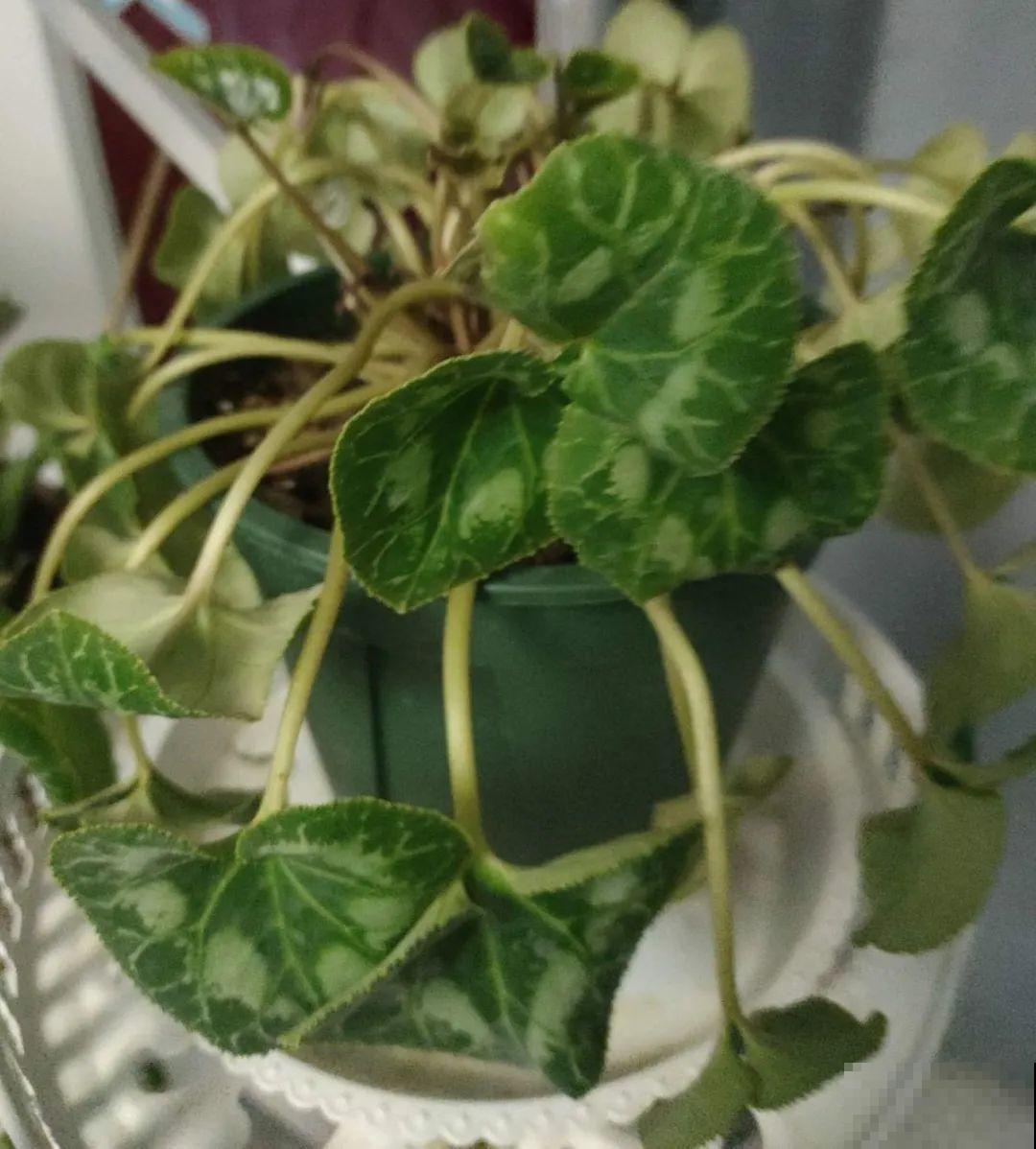 10种花冬天不能断水，勤浇水才能长得旺，叶子油亮有光泽