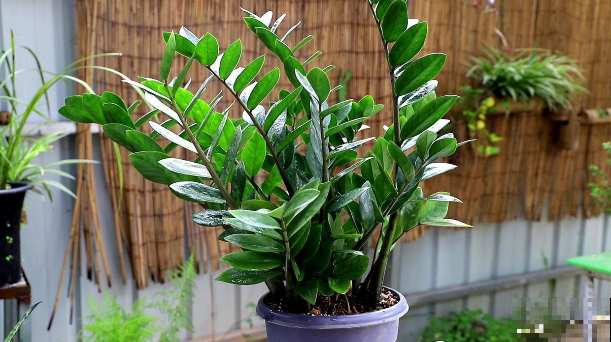 家里养的“耐旱花”,越冷越不能浇水,不然2天就烂根 家里养的“耐旱花”,越冷越不能浇水,不然2天就烂根