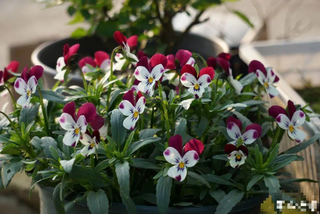 特耐寒的花，冬天照样能爆盆，颜值不输牡丹