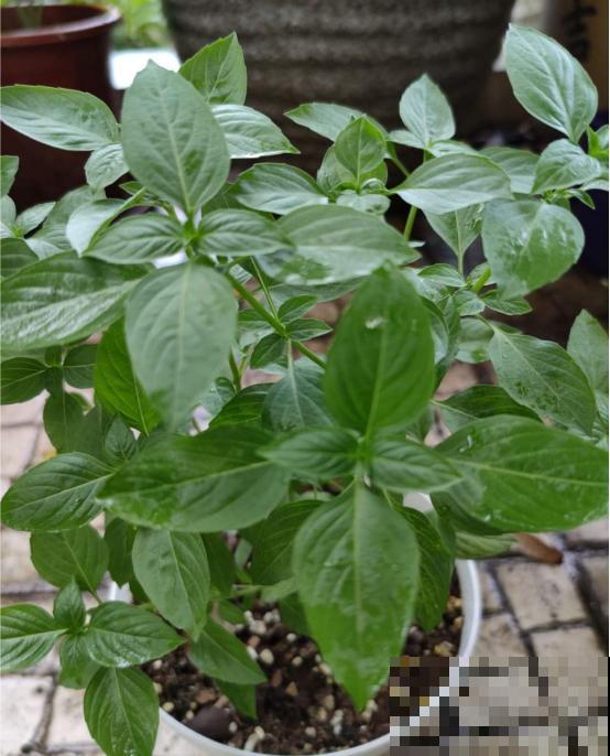 6种盆栽能吃,掐掉一节很快冒新芽,味道芳香营养丰富 6种盆栽能吃,掐掉一节很快冒新芽,味道芳香营养丰富