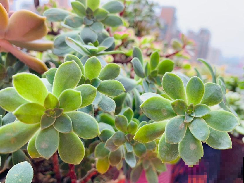 因为养花跟婆婆大吵一架，婆婆说家里养花“不吉利”，真是荒唐