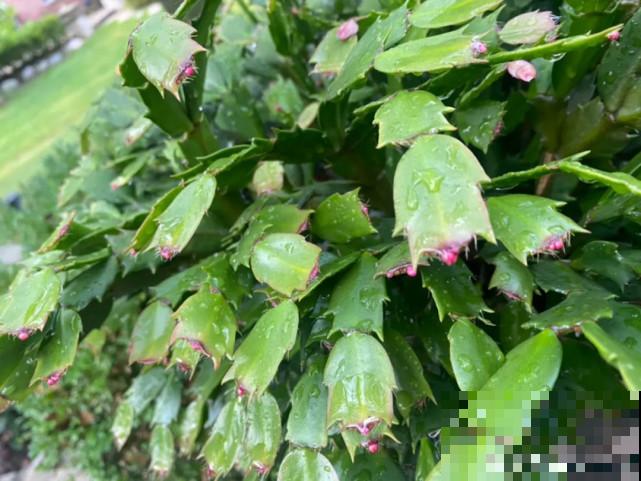 秋天给花补点“猛肥”,嫩芽一茬接一茬,花苞呼呼冒 秋天给花补点“猛肥”,嫩芽一茬接一茬,花苞呼呼冒