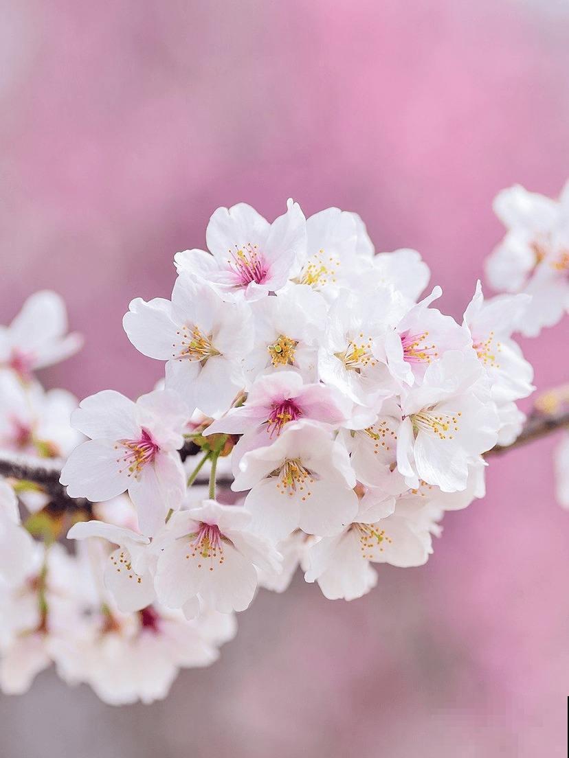 植物叶片发黄落叶，缺水只是原因之一，要懂得变通