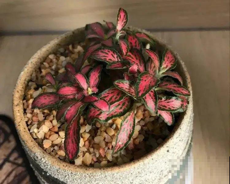 10种花冬天不能断水，勤浇水才能长得旺，叶子油亮有光泽