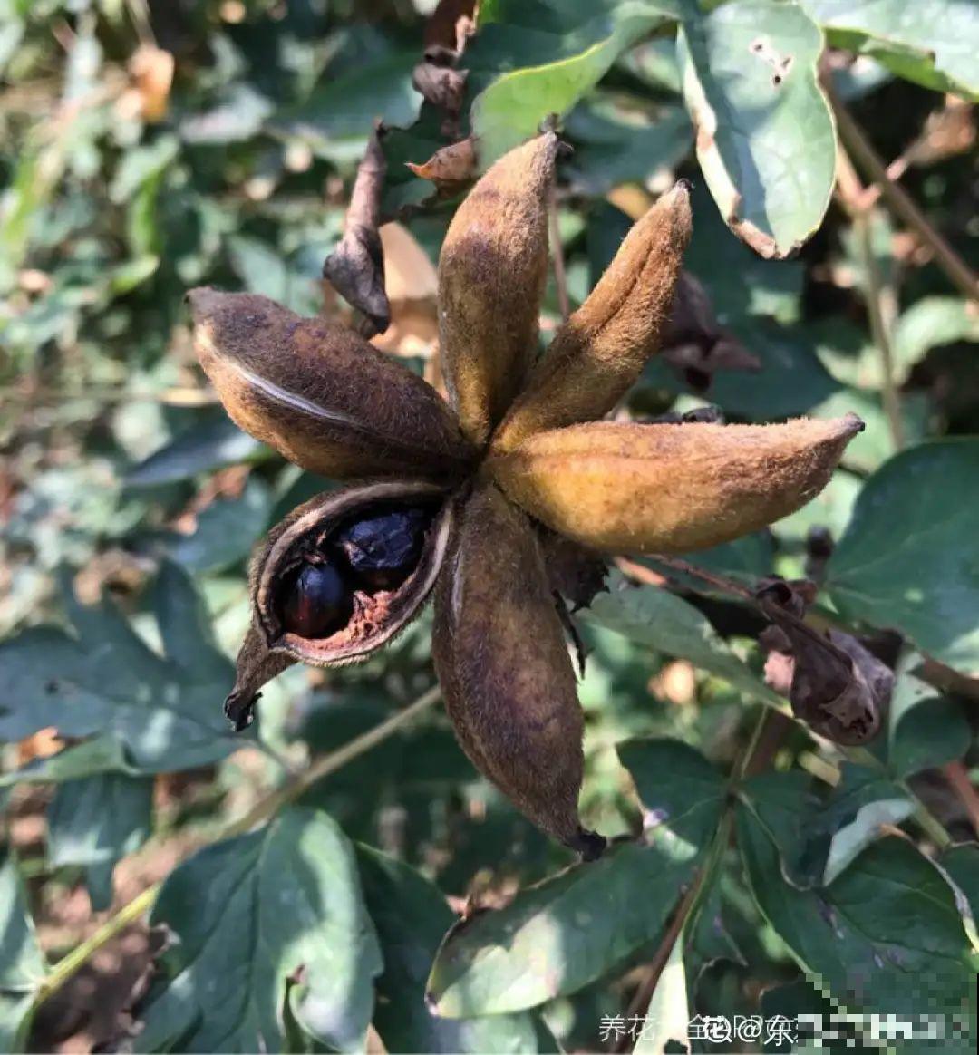 家里养8种“守家树”，红红火火特别旺运，镇宅好福气