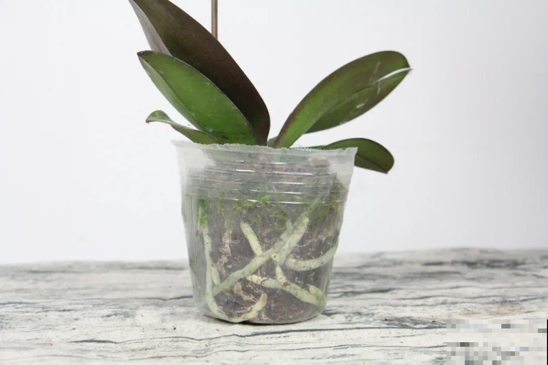 买茶花也要注意“坑”，注意5要点，叶子挺立有精神