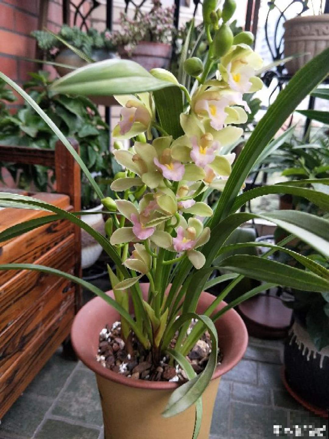 兰花中的“香味之王”,年底开花一串串,满屋飘香! 兰花中的“香味之王”,年底开花一串串,满屋飘香!