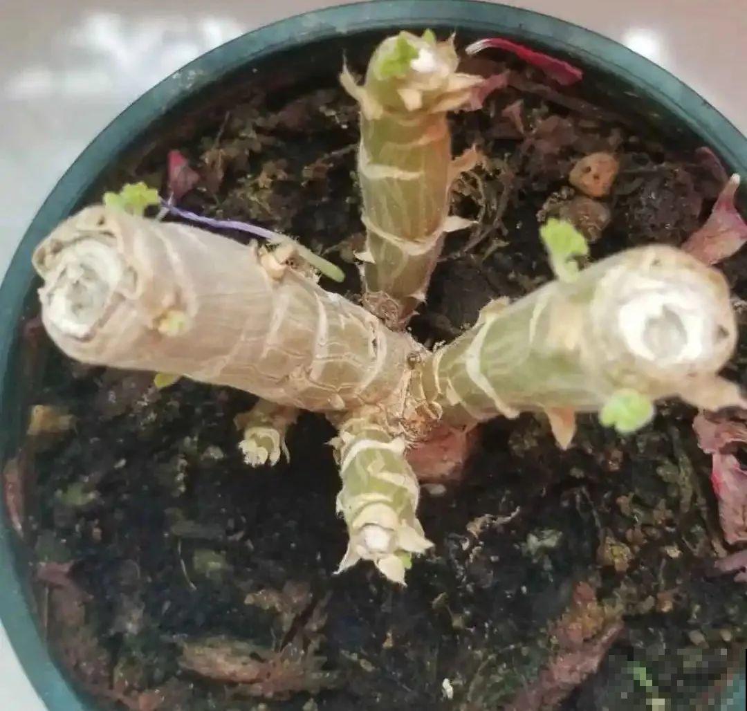 10种花得穷养，盆越小、水越少，越长得旺