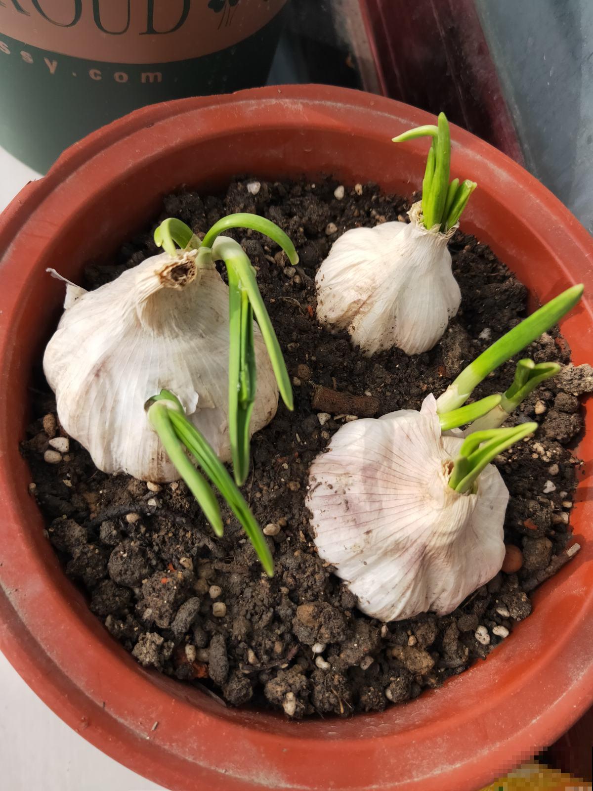 自制养花杀虫水,一天给花喝一勺,安全好用无污染 自制养花杀虫水,一天给花喝一勺,安全好用无污染