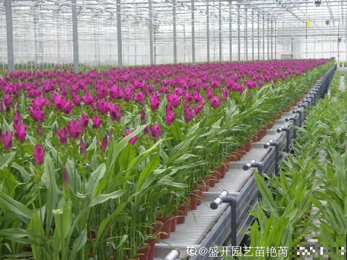 退休以后，在海南买了个房子，才知道为啥大家都爱来