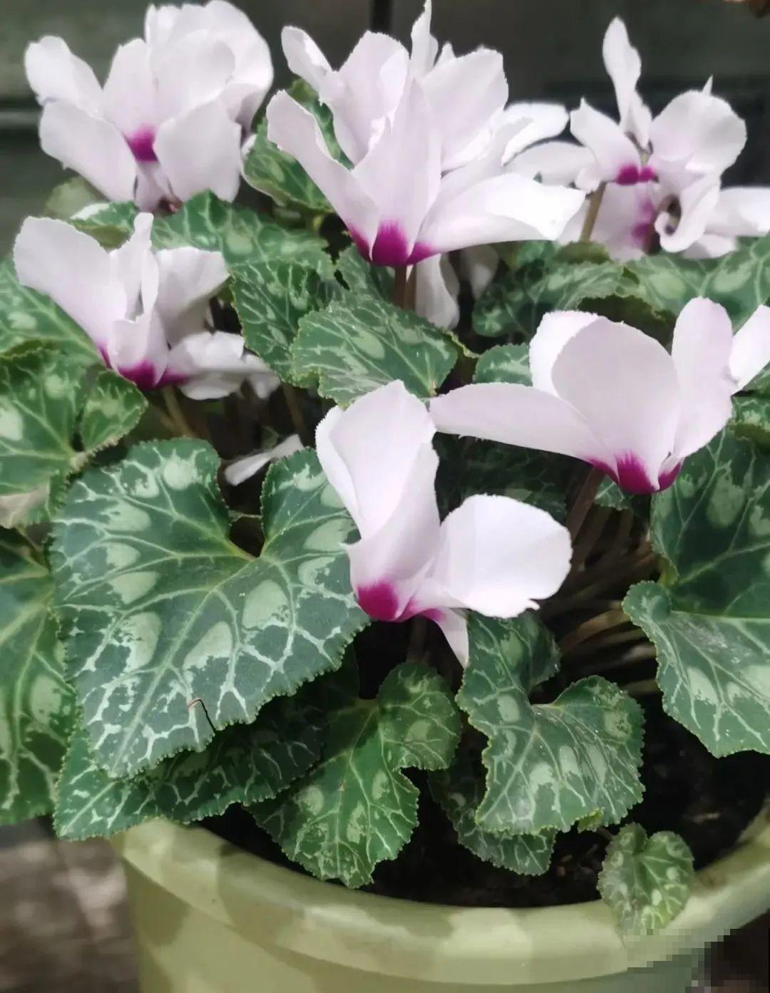 买茶花也要注意“坑”，注意5要点，叶子挺立有精神