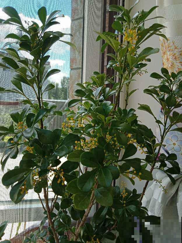 植物会打“暗语”，读懂这2个“暗语”，才能把花养的根壮叶肥