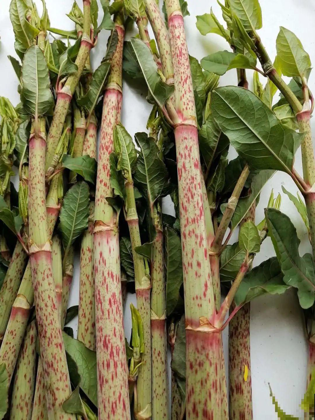 河南等地遭“恶魔之花”入侵，看到之后赶紧报告，不然会有大麻烦