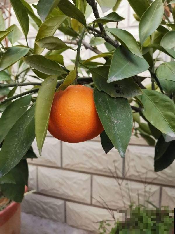 快过年了，家里养盆金灿灿的桔子树，吉祥又喜庆