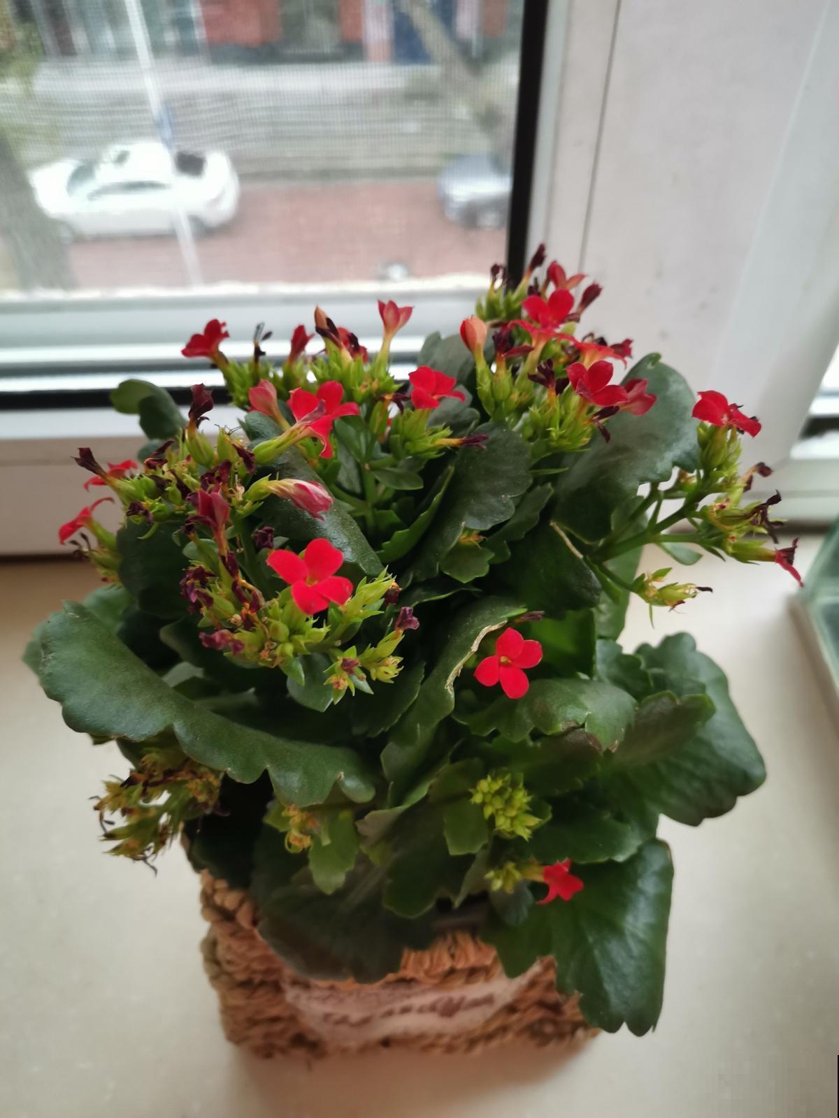 狠心砍玉树一刀，插上长寿花，开花变成“吉利树”，真喜庆