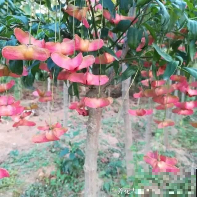 满树结满“蝴蝶花”,养成盆景好运又添财,养一次就上瘾 满树结满“蝴蝶花”,养成盆景好运又添财,养一次就上瘾