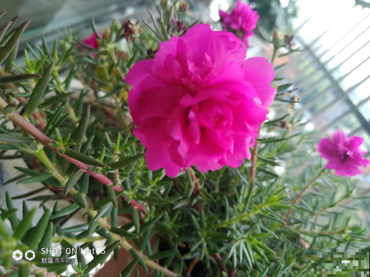 4种带“钱”的植物,在家养招财旺运,关键是太好养 4种带“钱”的植物,在家养招财旺运,关键是太好养