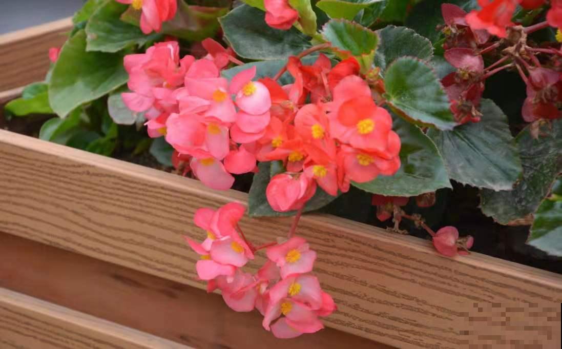5种四季开花的植物,养一盆在家里,四季有花看 5种四季开花的植物,养一盆在家里,四季有花看