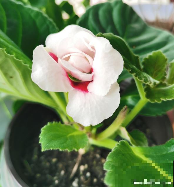 叶片不能喷水的7种植物，一喷水就烂叶子，赶紧停下