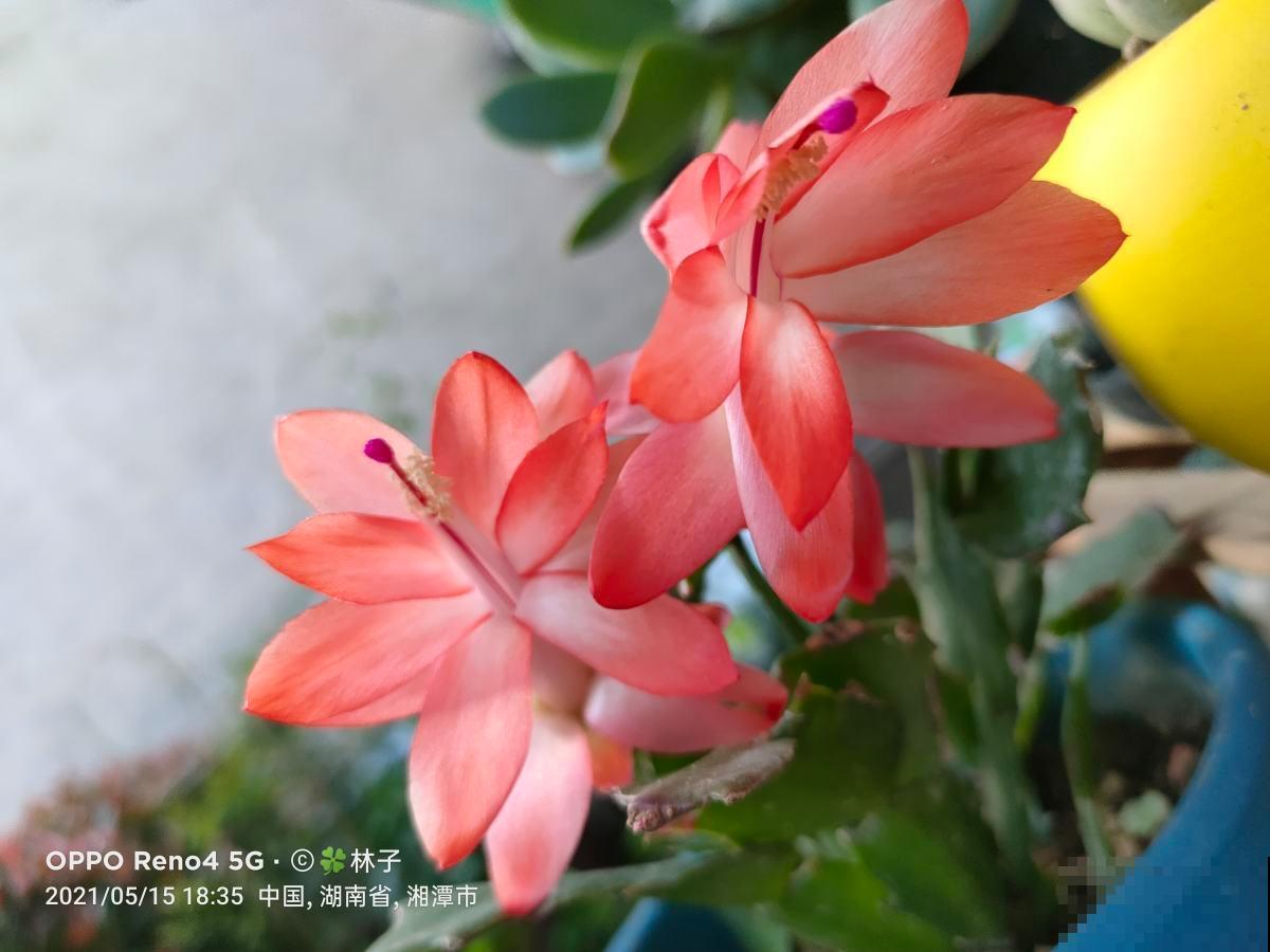 蟹爪兰叶子软乎乎,记住“5怕”,避开后叶子硬如铁 蟹爪兰叶子软乎乎,记住“5怕”,避开后叶子硬如铁