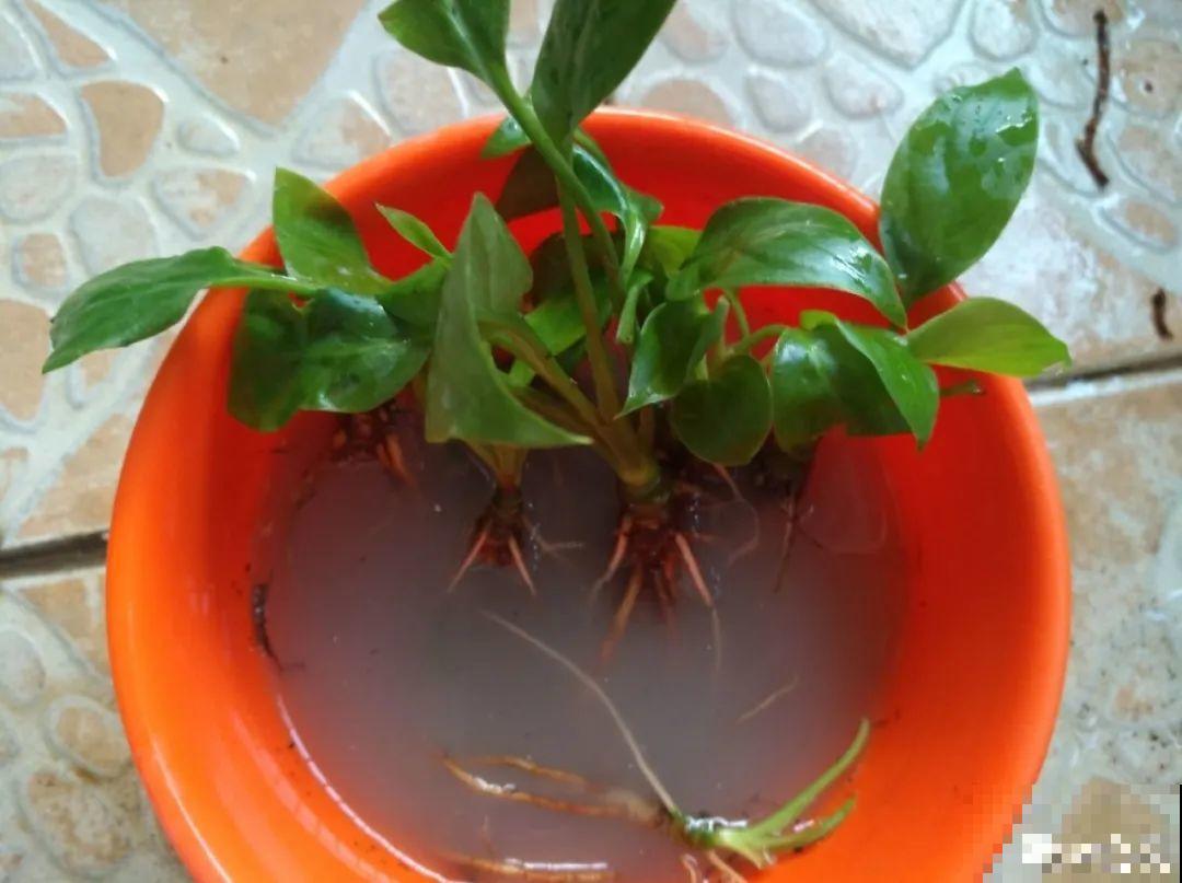 爱“生崽”的花,现在赶紧翻盆,一盆变多盆还能挣钱 爱“生崽”的花,现在赶紧翻盆,一盆变多盆还能挣钱