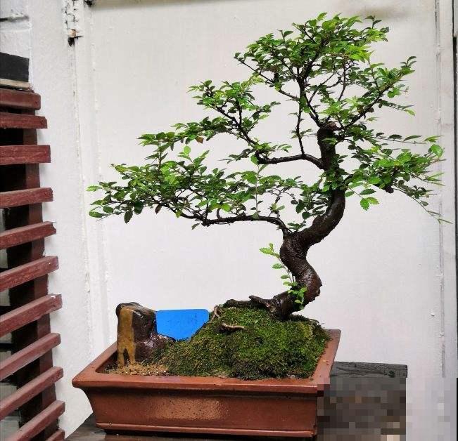 养花这么多年，“4种树”很值钱，个个都是“摇钱树”