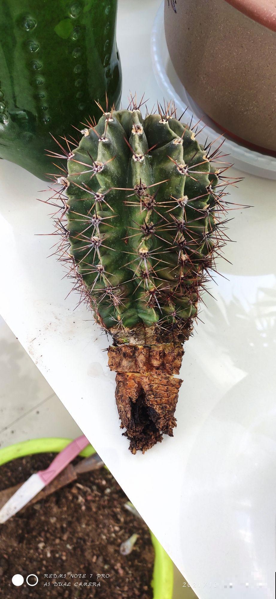 绿植的8个求救信号，多记住一个，就能多救一盆花