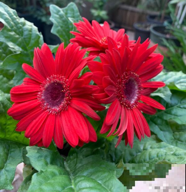 叶片不能喷水的7种植物，一喷水就烂叶子，赶紧停下