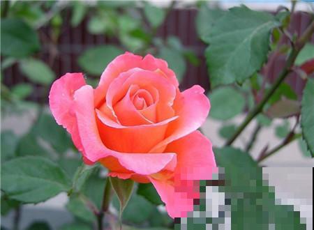 5种花虽然好看，但坏毛病特别多，谁养谁痛苦