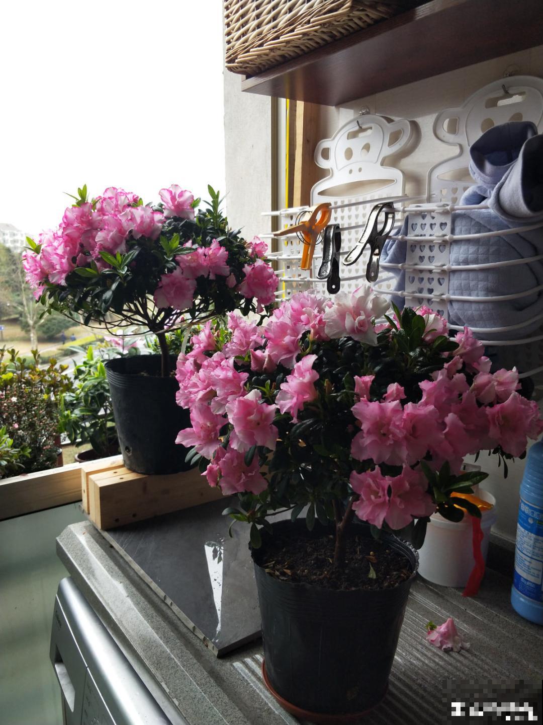 1种花美成“花中西施”，春夏秋冬都能开，好养易爆盆！