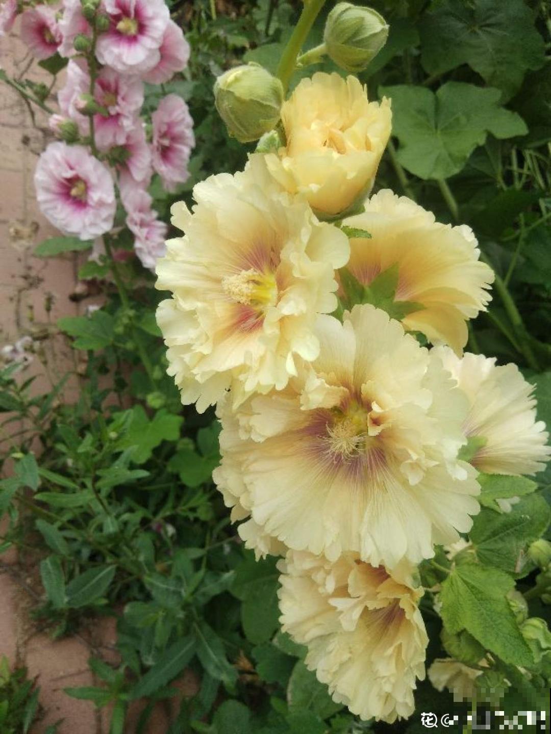 4组花长得太像,实在太容易认错,你能认出几个? 4组花长得太像,实在太容易认错,你能认出几个?