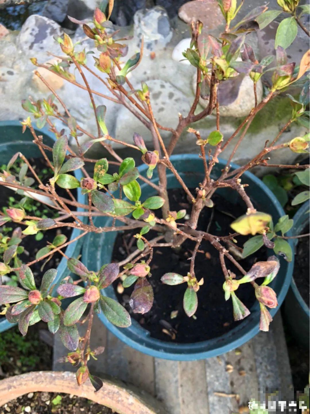 10种“怕晒花”，越晒死越快，半阴地儿反倒长得旺